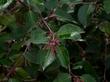 Rhus ovata, Sugar Bush leaves and buds. - grid24_24