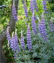 Grape Soda Lupine in our garden - grid24_24