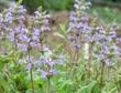 Salvia sonomensis in flower. The foliage is green in moist years, gray in dry years. - grid24_24