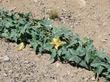 Cucurbita palmata Coyote Gourd