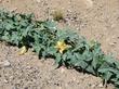 Cucurbita palmata Coyote Gourd - grid24_24