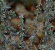 Atriplex polycarpa - cattle saltbush, allscale saltbush, Allscale, cattle spinach leaves