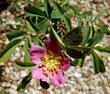 Rosa pisocarpa Cluster Rose