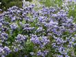 Is this bright enough for you? Ceanothus Celestial Blue is bright and cheery.