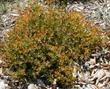 The new growth of Sunset manzanita can be amazingly colorizing in a landscape.  - grid24_24