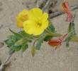 Camissonia cheiranthifolia ssp. suffruticosa, Beach Evening Primrose  in flower.