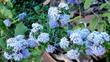 Ceanothus Mills Glory