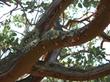 Arctostaphylos glauca, Big Berry manzanita bark.