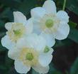 Carpenteria californica, Bush anemone flowers - grid24_24