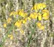 Erysimum insulare, Dune Wallflower, here showing its mustard ancestry. - grid24_24