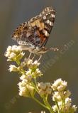 Baccharis emoryi, Emory Baccharis flowers. with a Painted Lady