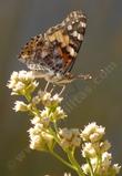 Baccharis emoryi, Emory Baccharis flowers. with a Painted Lady - grid24_24