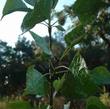 Populus fremontiiX Calm Fremont Cottonwood - grid24_24