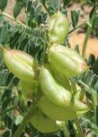 Astragalus nuttallii, Nuttall's Milkvetch seed pods - grid24_24