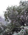 Arctostaphylos manzanita x densiflora, Austin Griffiths Manzanita did ok in up to a foot of snow. Hummingbirds were still working the flowers.