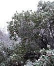 Arctostaphylos manzanita x densiflora, Austin Griffiths Manzanita did ok in up to a foot of snow. Hummingbirds were still working the flowers. - grid24_24