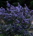 Julia Phelps is a really royal blue Ceanothus without being a royal pain.