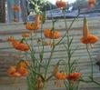 Lilium wigginsii, Wiggins Lily, has a very pleasant flowering form, especially showing well with a contrasting backdrop.