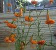 Lilium wigginsii, Wiggins Lily, has a very pleasant flowering form, especially showing well with a contrasting backdrop. - grid24_24