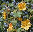Fremontodendron California Glory Flannel Bush, Fremontia