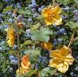 Fremontodendron California Glory Flannel Bush, Fremontia - grid24_24