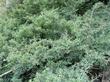 Ceanothus cordulatus, Snowbush makes a moundy bush in the Sierras.
