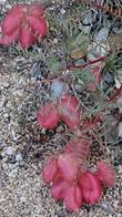 Astragalus Douglasii,  Douglas milkvetch seed pods - grid24_24