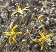 Bloomeria crocea var. aurea, Golden Star, or Goldenstar, is so cool to see in amongst the weedy grasses of the oak woodlands. 