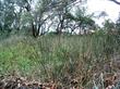 Juncus textilis Basket Rush
