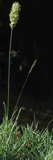 Koeleria macrantha, June Grass flower head