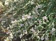 Here are the lush flower sprays of Malacothamnus marrubioides, Pinkflowered Bushmallow, in the central coast ranges, Santa Margarita garden, California..