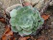 Dudleya pulverulenta, Chalk Liveforever should be planted at a slight angle, it prefers to grow on slopes or rock wall - grid24_24