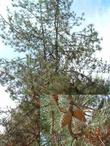 Pinus remorata, Santa Cruz Island Bishop Pine, or Pinus muricata, is growing here in our Santa Margarita garden. - grid24_24