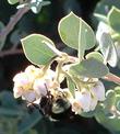 A Bummble bee working the flowers of Arctostaphylos obispoensis San Luis Obispo Manzanita