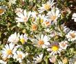 Aster chilensis,  California Aster flowers