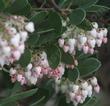 Arctostaphylos Mama Bear Manzanita with it's white pink flowers - grid24_24