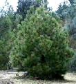 Pictured here is the luscious Pinus jeffreyi, Jeffrey Pine, growing in our Santa Margarita garden.