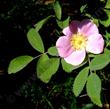 Rosa woodsii glabrata (mohavensis) Mojave Rose