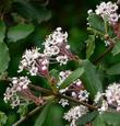 Ceanothus crassifolia covers many of the hills between Orange and Riverside counties. - grid24_24