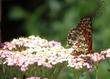 Achillea millefolium rosea Island Pink Pink Yarrow has been very irregular  - grid24_24