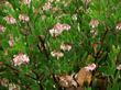 Sentinel Masnzanita flowers exactly right with  great nectar for the predatory flies.