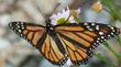 Erigeron Wayne Roderick Daisy with Monarch butterfly