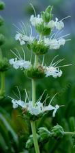 Salvia sonomensis, Farmar Bower has really cool flowers - grid24_24