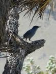 Joshua tree, Yucca brevifolia plays host to many birds and other wildlife. It is the tree of much of the desert areas of California. - grid24_24