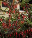Ribes specosum, Fuchsia flowered Gooseberry,  in flower with Anna Hummingbird up in left corner