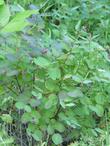 Symphoricarpos mollis, Southern California Snowberry with leaves.