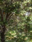 Comarostaphylis diversifolia, Summer Holly, can become quite large, in the warm southern California climate. 
