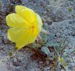 Oenothera primiveris Yellow Sun Cups