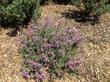 An overview of Penstemon heterophyllus australis, Foothill Penstemon, a wild species that grows "just fine, thank you" with no added inputs in many areas of California;  so easy to grow, naturally. - grid24_24