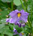 Solanum xanti hoffmannii grows from about Santa Barbara south into San Diego County. 